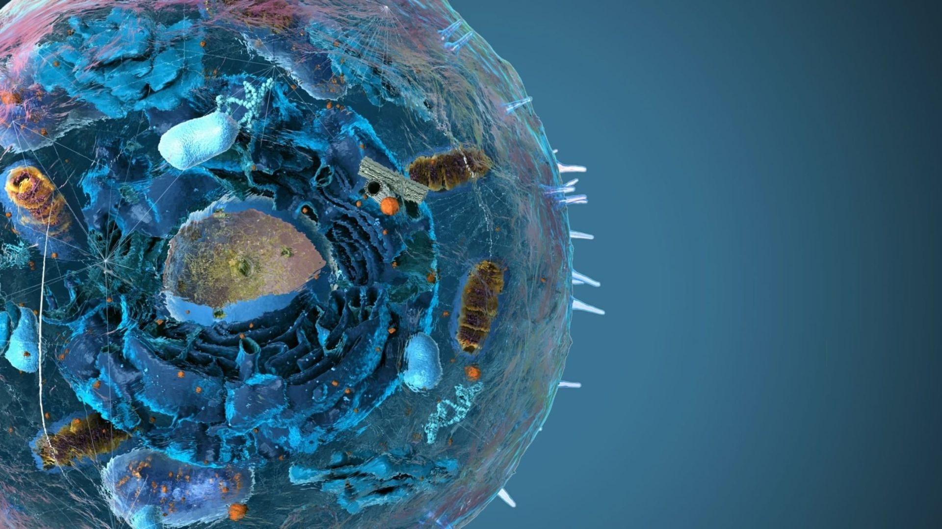 PQQ e a função mitocondrial